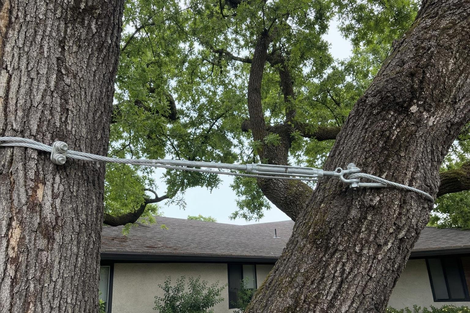 Representative illustrative image of tree cabling and bracing work photo