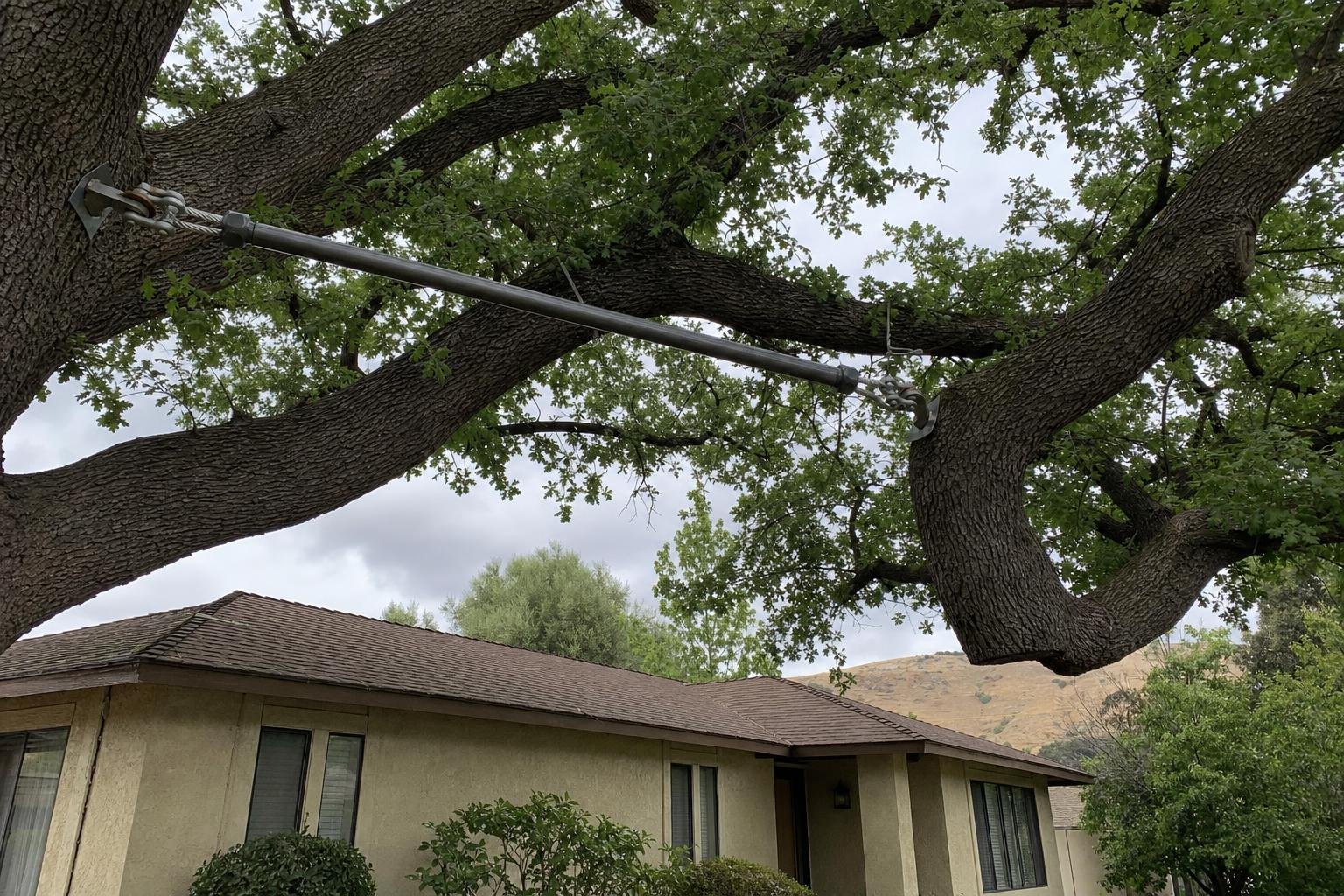 Illustrative image of tree cabling and bracing work