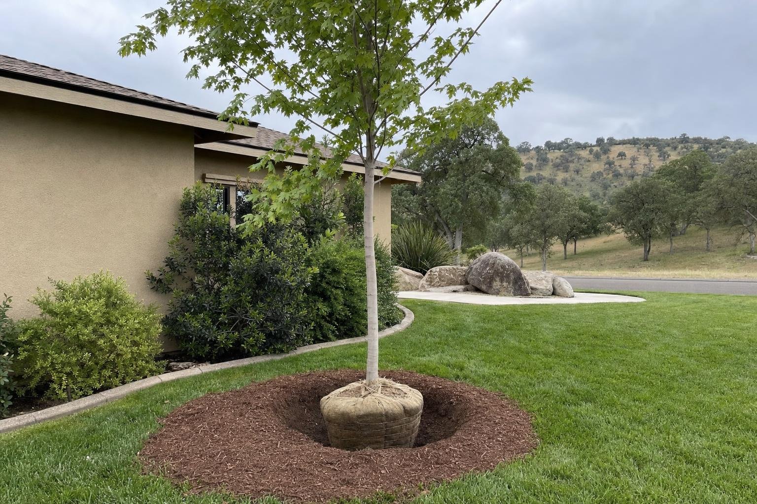 Tree Planting in Visalia