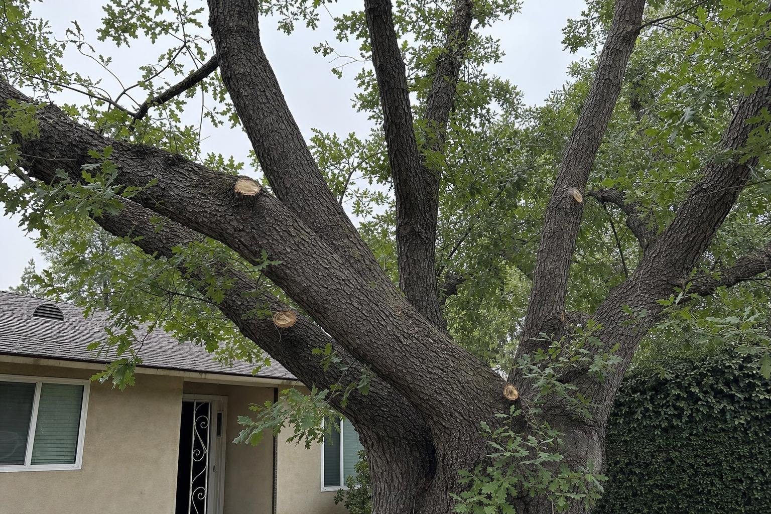 Tree pruning example