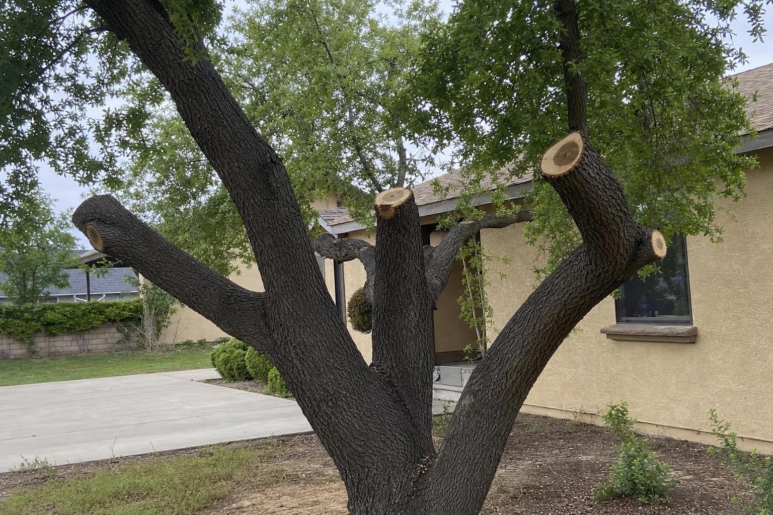Tree Pruning in Visalia
