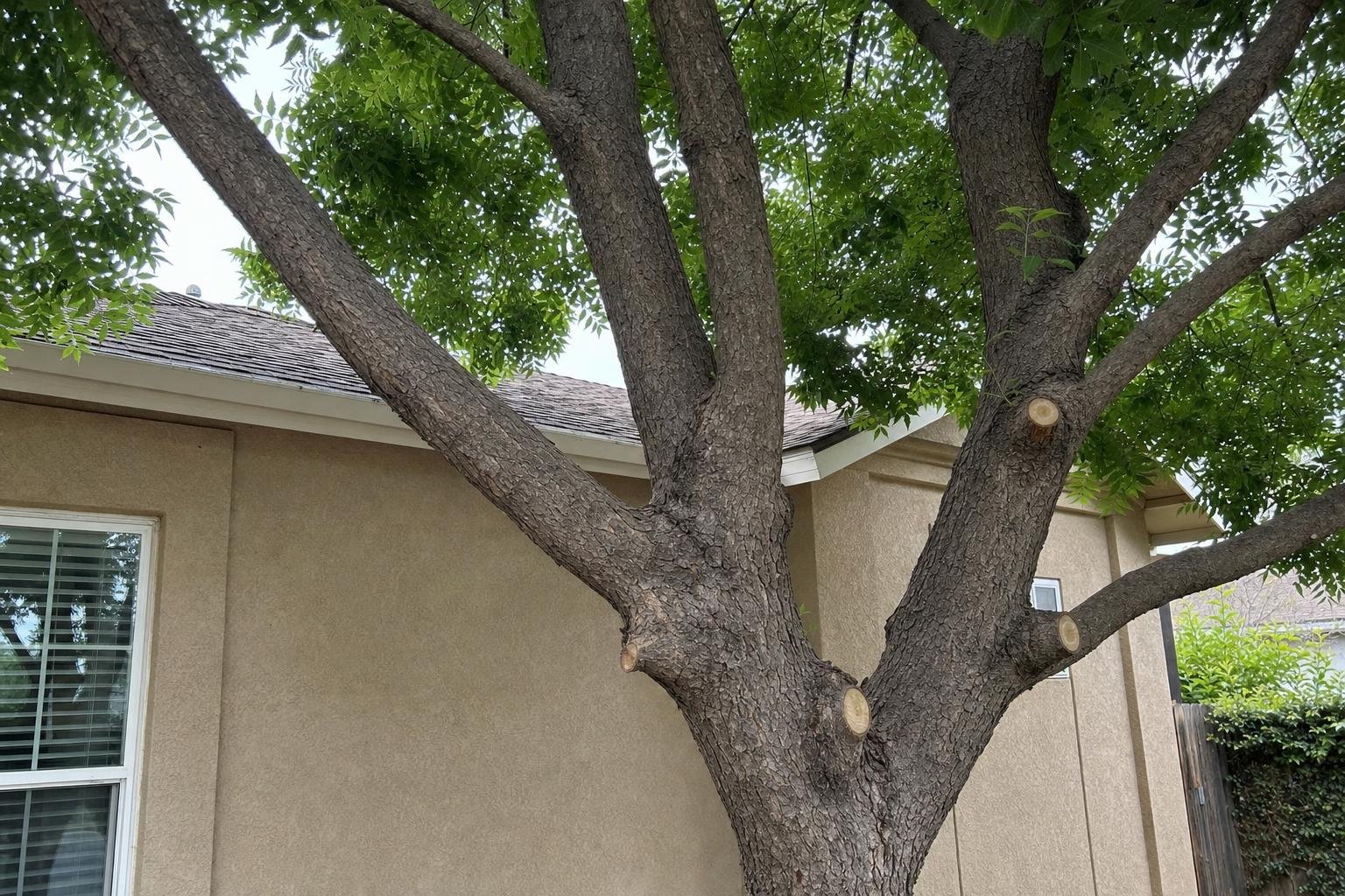 Example of tree service hiring guide work