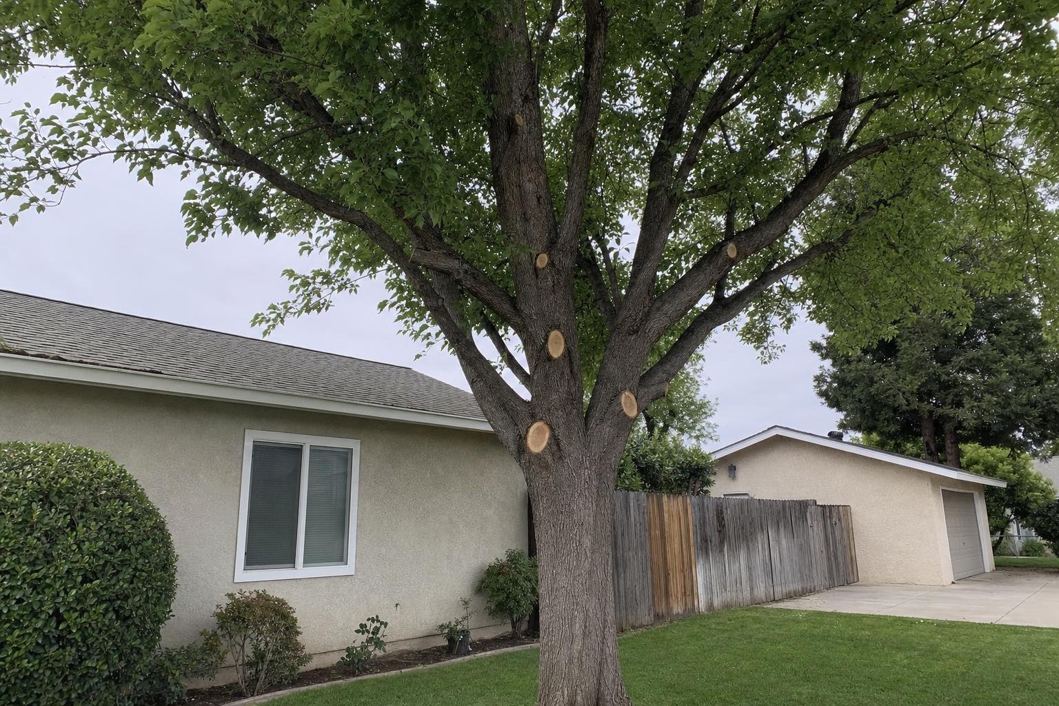 Tree Service Hiring Guide in Visalia