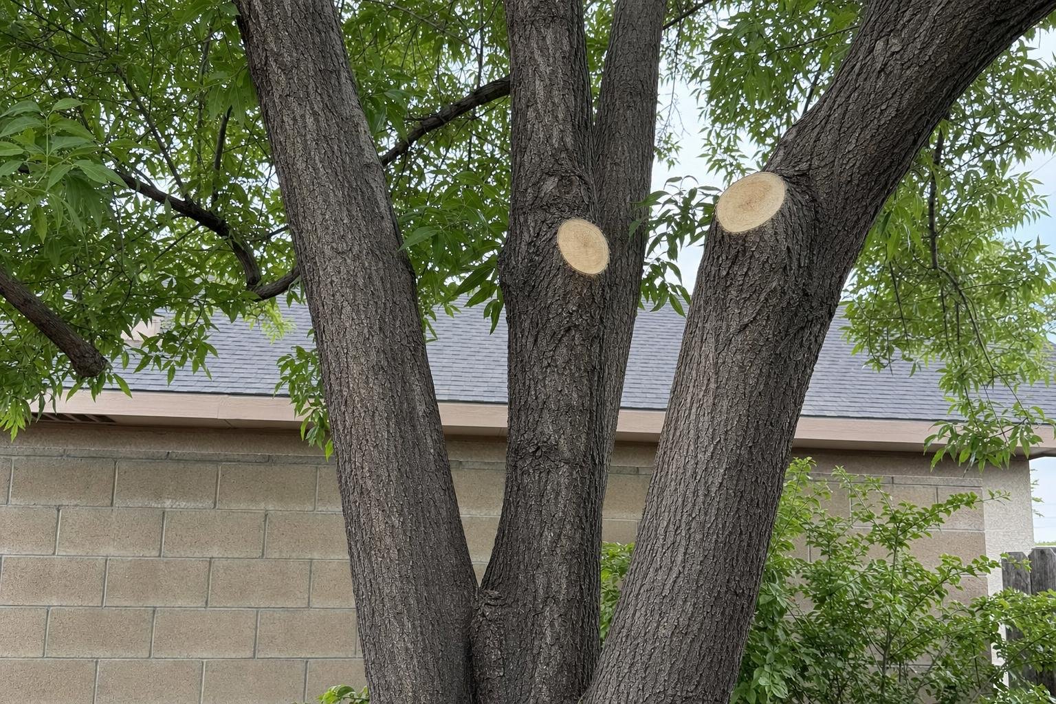 Representative illustrative image of tree service how it works work photo
