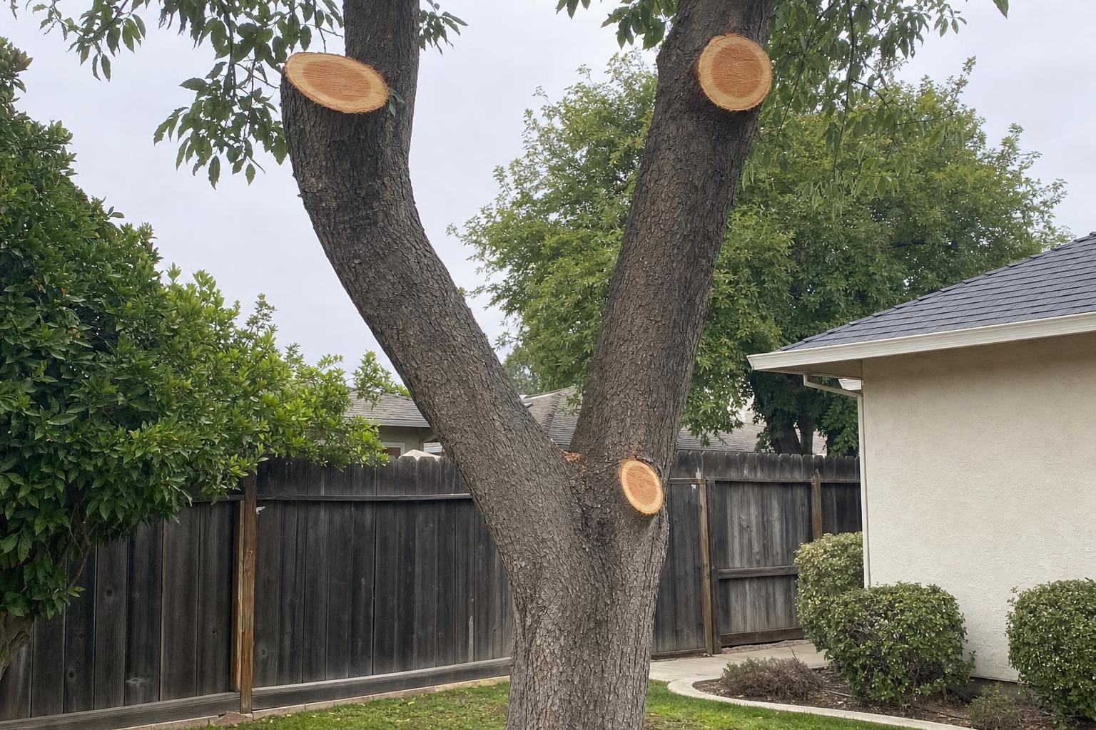 Illustrative image of tree service how it works work