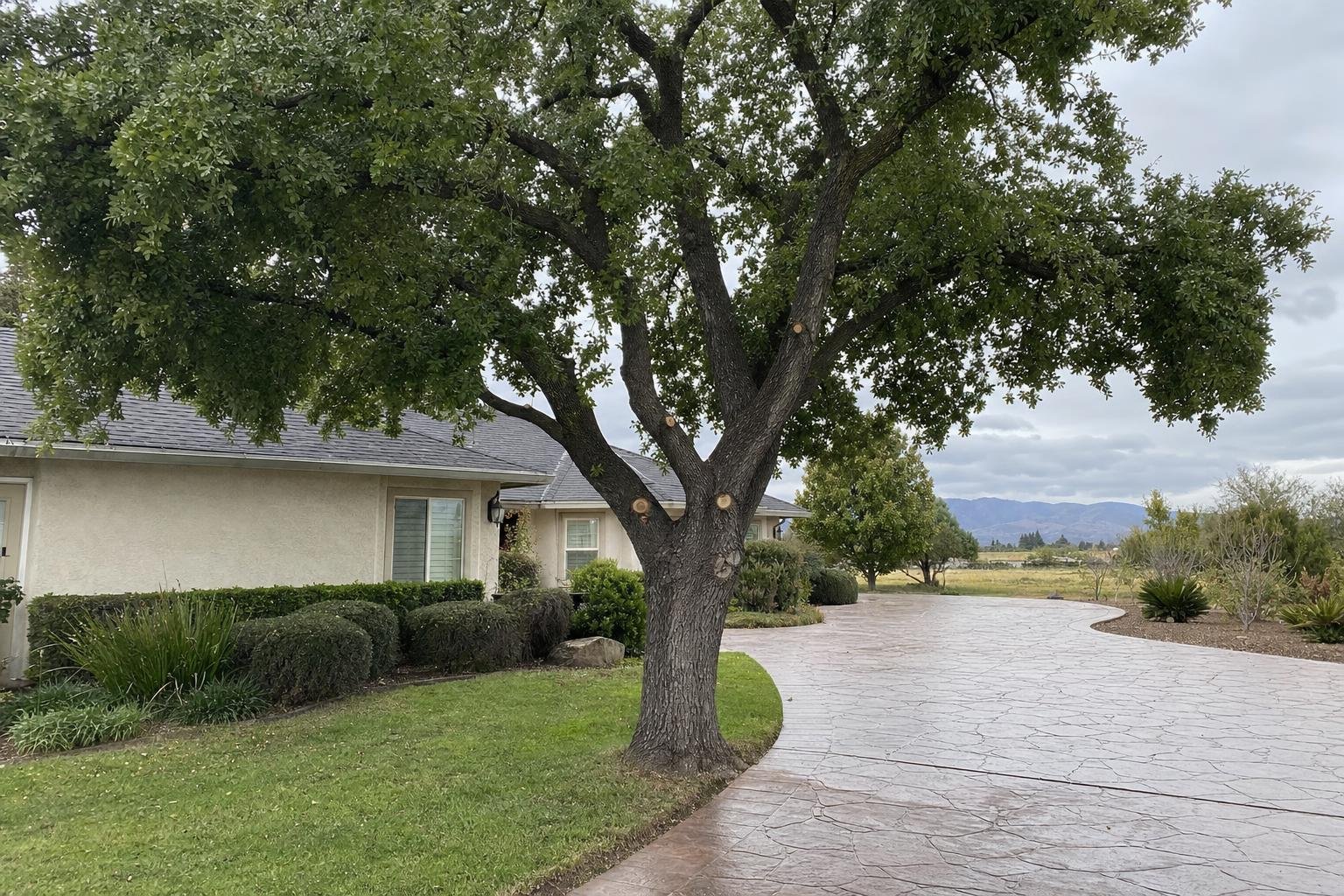 Tree Trimming in Visalia